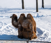 2019 02 21 MNNewZoo 019
